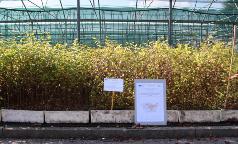 OstryaCarpinifolia