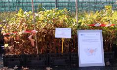 PrunusPadus