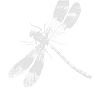 libellula
