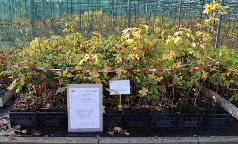 02B_CE_AcerPseudoplatanus