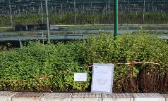 04B_CE_OstryaCarpinifolia