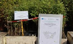 08A_CE_FraxinusOrnus