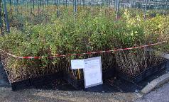 14B_CE_CrataegusMonogyna