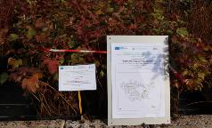 19A_CE_ViburnumOpulus