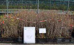 20B_CE_PrunusSpinosa