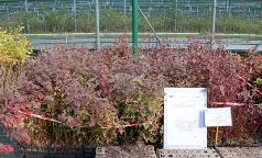 22B_CE_CornusSanguinea