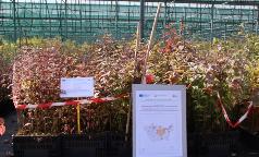 22B_IC_CornusSanguinea