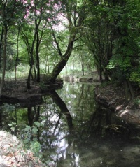 Fontanile Rile Settala