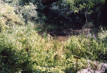Stagno con presenza della rara Ludwigia palustris