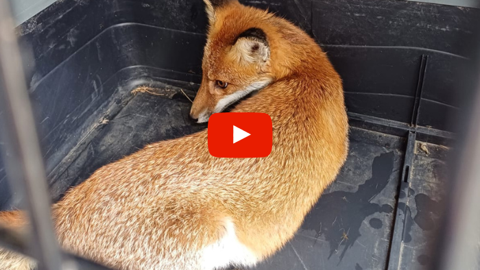 volpina (2) volpina (2)