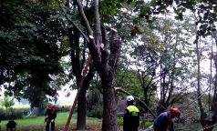11_protezione civile_taglio alberi